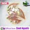 Gambar ikan hias aquascape glofish tetra import dari Zeed Aquatic Kota Tangerang Selatan 14 Tokopedia