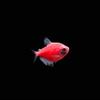Gambar ikan hias aquascape glofish tetra import dari Zeed Aquatic Kota Tangerang Selatan 10 Tokopedia