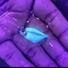 Gambar ikan hias aquascape glofish tetra import dari Zeed Aquatic Kota Tangerang Selatan 9 Tokopedia
