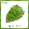 Gambar Daun Thyme Organik 50 g dari SESA Official Jakarta Selatan 2 Tokopedia