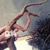 Gambar Kayu Rasamala / Kayu Aquascape size S dari Debu dan Angin Aquascape Kota Tangerang Selatan 1 Tokopedia