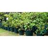 Gambar PLANTER BAG UKURAN 100L / 150L dan 200L dari TaniDesa Kota Blitar 5 Tokopedia
