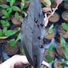 Gambar black dragon antorium 2y dari go go plant antorium Kota Tangerang 1 Tokopedia