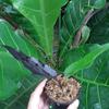 Gambar black dragon antorium 2y dari go go plant antorium Kota Tangerang 2 Tokopedia