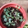 Gambar peperomia prostrata string of turtle dari Lanvin Jakarta Barat 1 Tokopedia
