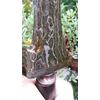 Gambar Keris Sepuh Tilam Sari dari Lingga Kencana Kab. Jember 1 Tokopedia