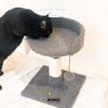 Gambar KOTTUR Cat Tree - Rumah Kucing Arthacat - Pink dari arthacat.id Kota Tangerang 5 Tokopedia