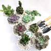 Gambar Package cacti mix succy Termurah plant dari Barokah Nursery bdg Kab. Bandung Barat 2 Tokopedia