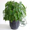 Gambar Philodendron Burle Marx - Small dari Shop with Sky Jakarta Selatan 5 Tokopedia
