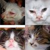 Gambar Obat Tetes Mata - Luka - Katarak - Anjing Kucing Kelinci Hewan Alami dari Caesar Jac'O Jakarta Barat 3 Tokopedia