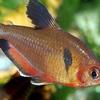 Gambar ikan hias servey dari Galery_LeXa Jakarta Barat 1 Tokopedia
