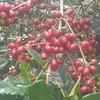 Gambar MAGYS Arabika Topidi Sulawesi Selatan Toraja Arabica Kopi Indonesia dari MAGYS Jakarta Barat 4 Tokopedia