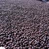 Gambar Kopi Arabika Biji Green Bean Natural Gayo Aceh 1Kg AZA COFFEE dari Azacoffee Kab. Bener Meriah 3 Tokopedia