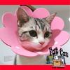 Gambar Corong Penutup - Collar Pelindung Leher Kucing anjing kelinci lucu - S dari Fat Cat Pet store Kota Bogor 4 Tokopedia