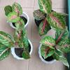 Gambar aglonema big papa - dewasa 4-5 daun dari Yasmin garden Kota Bogor 2 Tokopedia