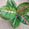 Gambar aglonema big papa - dewasa 4-5 daun dari Yasmin garden Kota Bogor 3 Tokopedia