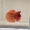 Gambar ikan Cupang Super Red Halfmoon Rose Tail high grade dari Charu Toys Jakarta Utara 1 Tokopedia