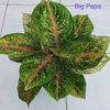 Gambar aglonema big papa - dewasa 4-5 daun dari Yasmin garden Kota Bogor 1 Tokopedia