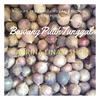 Gambar Bawang Putih Lanang | Tunggal 500gram dari Bisnis Sabrina Shop Jakarta Selatan 4 Tokopedia