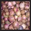 Gambar Bawang Putih Lanang | Tunggal 500gram dari Bisnis Sabrina Shop Jakarta Selatan 3 Tokopedia