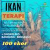 Gambar 100 Ekor Ikan Terapi Asli Garra Rufa Turki Khusus Kirim Ke Bengkulu dari Doctor Fish ID Official (Miffee Fish Spa) Kota Cimahi 1 Tokopedia