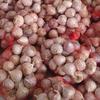 Gambar Bawang Putih Lanang | Tunggal 500gram dari Bisnis Sabrina Shop Jakarta Selatan 1 Tokopedia