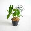 Gambar Philodendron Burle Marx - Small dari Shop with Sky Jakarta Selatan 2 Tokopedia