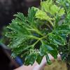 Gambar Polyscias Fruticosa "Mini" - Tanaman Paludarium dari Debu dan Angin Aquascape Kota Tangerang Selatan 2 Tokopedia