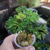 Gambar Polyscias Fruticosa "Mini" - Tanaman Paludarium dari Debu dan Angin Aquascape Kota Tangerang Selatan 1 Tokopedia