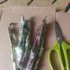 Gambar entress anggur import (ninel, trans, Julian) insyaallah valid - ninel dari Bakulhalal Kota Bekasi 1 Tokopedia
