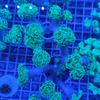 Gambar Hard Coral karang kuku cabang hijau dari I am Reefer Jakarta Utara 3 Tokopedia