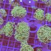Gambar Hard Coral karang kuku cabang hijau dari I am Reefer Jakarta Utara 1 Tokopedia