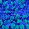 Gambar Hard Coral karang kuku cabang hijau dari I am Reefer Jakarta Utara 5 Tokopedia