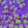 Gambar Hard Coral karang kuku cabang hijau dari I am Reefer Jakarta Utara 2 Tokopedia