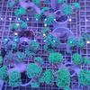 Gambar Hard Coral karang kuku cabang hijau dari I am Reefer Jakarta Utara 4 Tokopedia