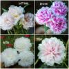 Gambar Krokot Tumpuk 12 Warna (perwarna) dari Zunaira Garden Kab. Kulon Progo 4 Tokopedia