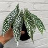 Gambar tanaman hias begonia white ice dari garden plants store Kab. Bogor 1 Tokopedia