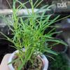 Gambar Hemigraphis Repanda "Green" - Tanaman Paludarium dari Debu dan Angin Aquascape Kota Tangerang Selatan 1 Tokopedia