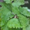 Gambar Bolbitis Heteroclita "broadleaf" - Tanaman Paludarium dari Debu dan Angin Aquascape Kota Tangerang Selatan 2 Tokopedia