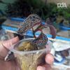 Gambar Anoectochilus Reinwardtii - Jewel Orchid - Tanaman Paludarium dari Debu dan Angin Aquascape Kota Tangerang Selatan 1 Tokopedia