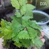 Gambar Bolbitis Heteroclita "broadleaf" - Tanaman Paludarium dari Debu dan Angin Aquascape Kota Tangerang Selatan 1 Tokopedia