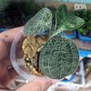 Gambar Macodes Petola "Silver Strain" Jewel Orchid - Tanaman Paludarium dari Debu dan Angin Aquascape Kota Tangerang Selatan 1 Tokopedia