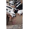 Gambar Domba Kurban berat 25-30 kg dari SebarQurban Kota Bogor 4 Tokopedia