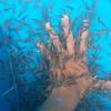 Gambar 50 Ekor GARRA RUFA TURKI Ukuran Kecil 2-3cm dari Doctor Fish ID Official (Miffee Fish Spa) Kota Cimahi 2 Tokopedia