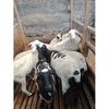 Gambar Domba Kurban berat 25-30 kg dari SebarQurban Kota Bogor 3 Tokopedia