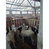Gambar Domba Kurban berat 25-30 kg dari SebarQurban Kota Bogor 2 Tokopedia