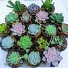 Gambar KAKTUS SUKULEN MINI ISI 20 SEKULEN MIX SKULEN RANDOM CACTUS SUCCULENT - Tanaman Saja dari NaminadediStore Kab. Bandung Barat 1 Tokopedia
