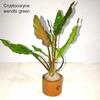 Gambar Cryptocorine Green Tanaman Aquascape dari DEFA AQUATIC Kota Surabaya 1 Tokopedia