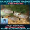 Gambar ikan red eyes balon dari Galery_LeXa Jakarta Barat 1 Tokopedia