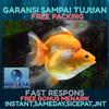 Gambar ikan koki ryukin dari Galery_LeXa Jakarta Barat 1 Tokopedia